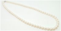 Collier Bliss Femme Perle Akoya in Or Perla 20067233 - 20067233